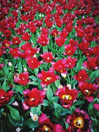 Full frame shot of red flowering plants