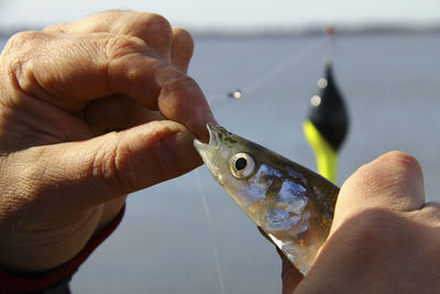 Close-up of hand holding fish