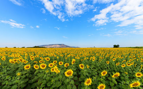 Scenic view of sunflower field against sky