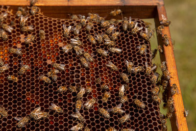 Close-up of bee on wood