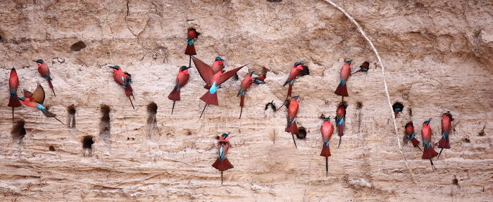 Rear view of people walking on rocks