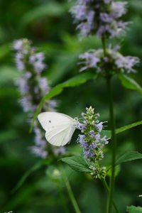 Close-up of butterfly on flower