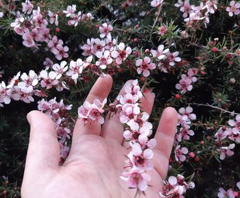 Close-up of hand touching pink flowering plants