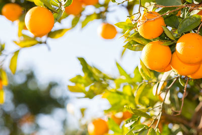 Orange fruits on tree
