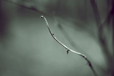 Close-up of twigs