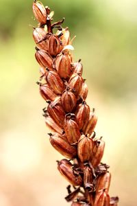 Close-up of flowers against blurred background