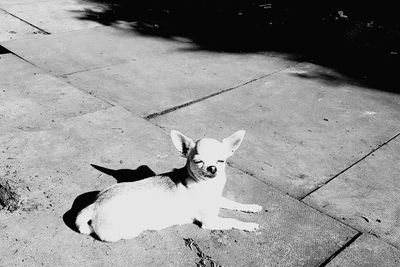 High angle view of dog on footpath