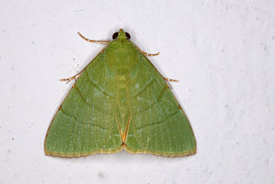 High angle view of insect on leaf against wall