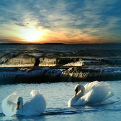 Swans swimming in lake against sky during sunset