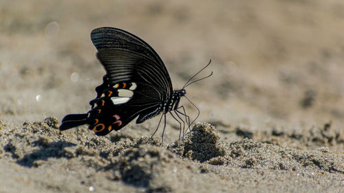 Close-up of butterfly on land