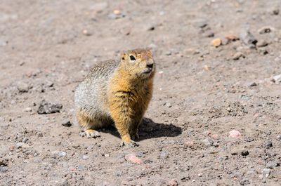 Close-up of prairie dog