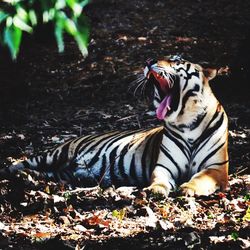 Close-up of tiger in forest