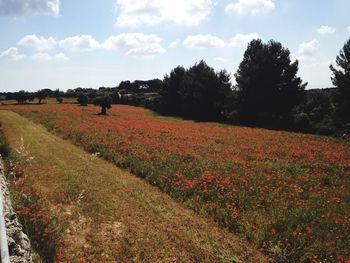 Scenic view of agricultural field against sky