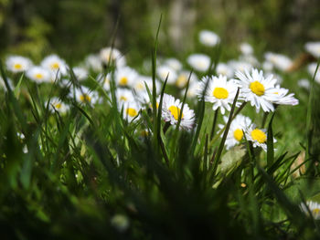 Close-up of daisy flowers on field