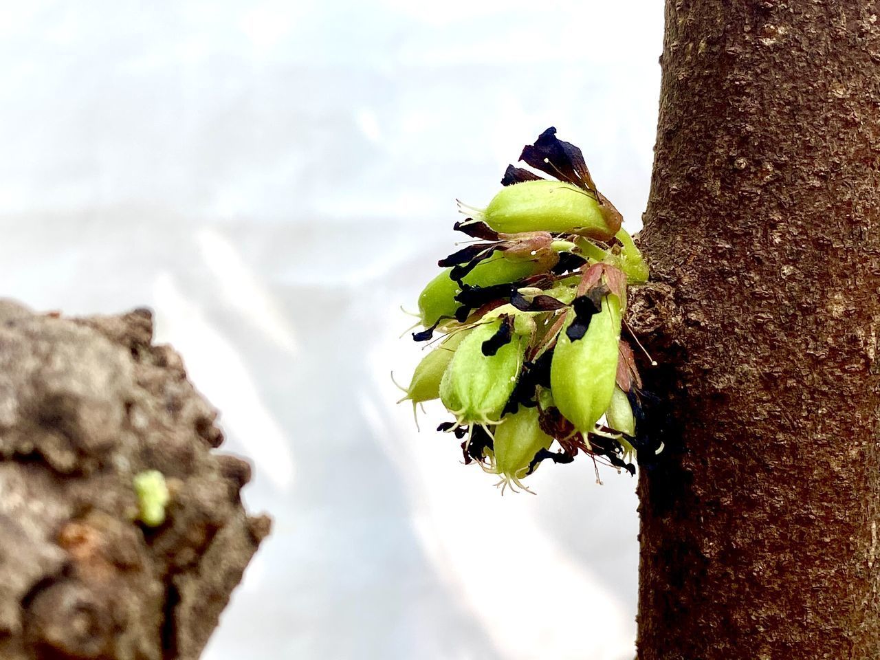 CLOSE-UP OF SUCCULENT PLANT AGAINST TREE TRUNK