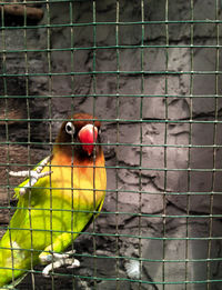 Close-up of parrot in cage