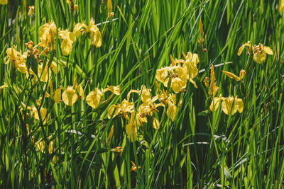 Close-up of yellow flowering plants on field