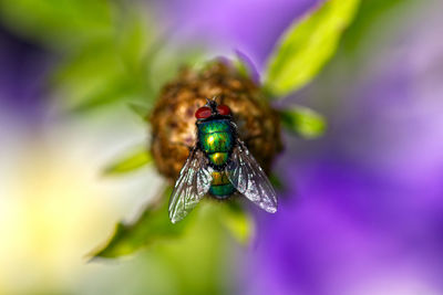 Close-up of insect on purple flower