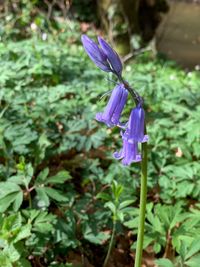 Close-up of purple iris flower