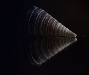 Close-up of spiral against black background