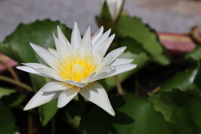 Close-up of white water lily