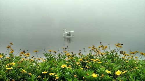 Swan on lake against sky