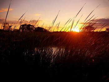 Close-up of silhouette plants on field against sky at sunset