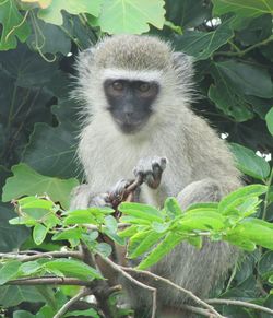 Portrait of monkey on branch
