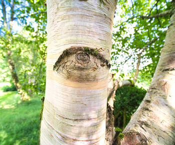 Close-up of tree trunk in forest