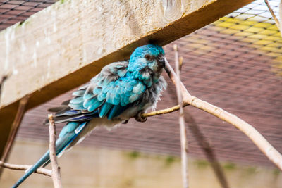 Low angle view of parrot perching on branch