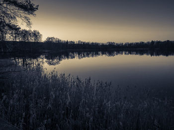 Reflection of trees in water