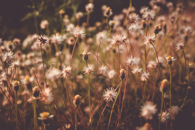 Close-up of flowering plants on field