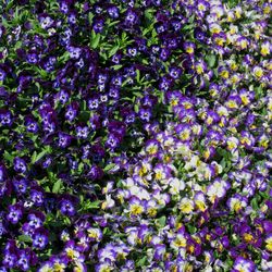 Full frame shot of purple flowers
