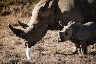 Close-up of rhinoceros family in field