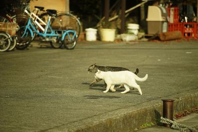 Cats exploring a fishing port of okishima island