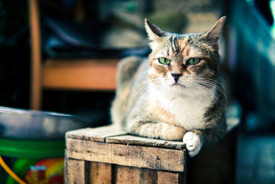 Close-up of cat sitting