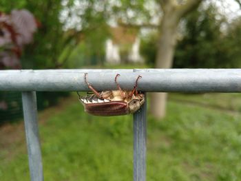 Close-up of barbed wire on fence