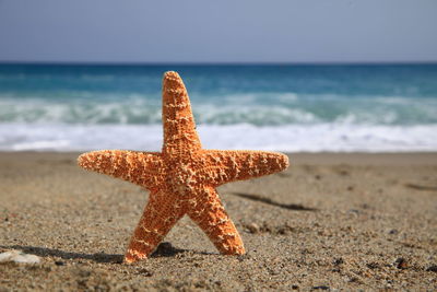 Close-up of starfish on beach