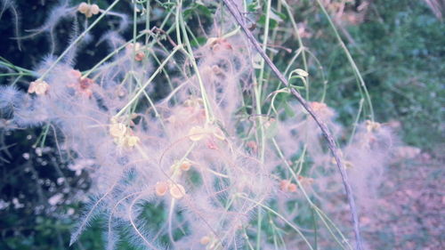 Close-up of flower plants