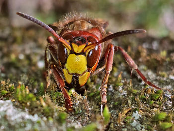 Macro shot of european hornet on rock