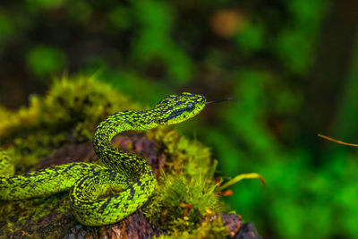 Close-up of snake on a plant