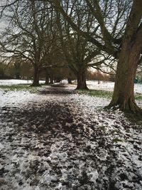 Bare trees on snow covered landscape