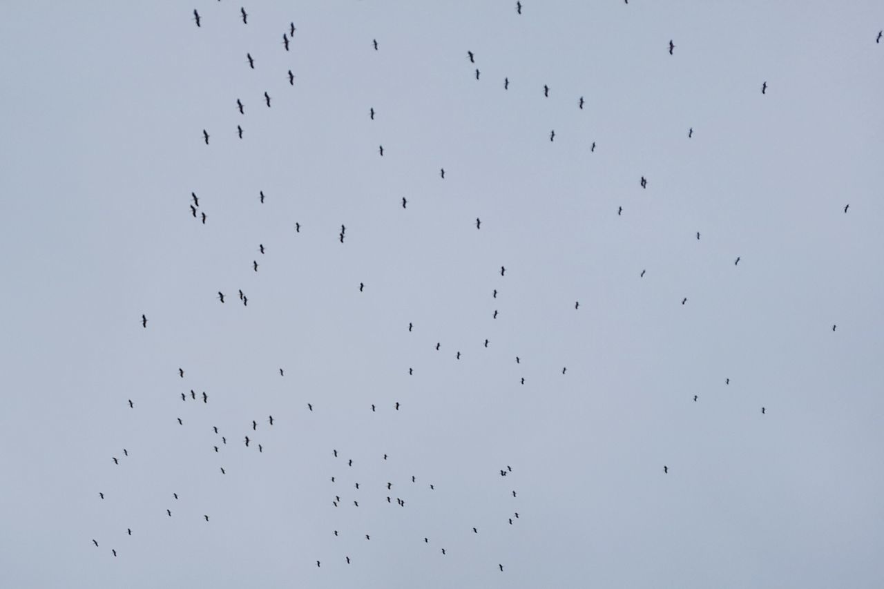 bird, flying, low angle view, animal themes, animals in the wild, flock of birds, wildlife, clear sky, sky, mid-air, nature, silhouette, spread wings, outdoors, beauty in nature, no people, day, copy space, freedom