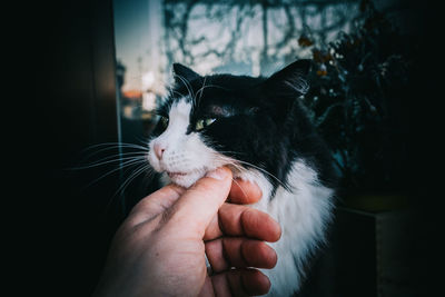 Close-up of cat