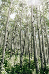 Trees in forest