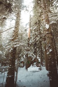 Trees against sky during winter