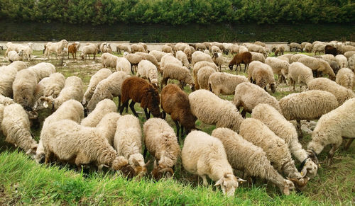 Flock of sheep grazing on field