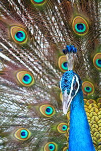 Close-up of peacock