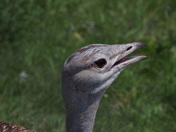 Close-up of eagle