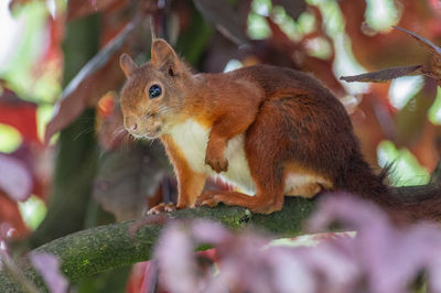 Close-up of squirrel